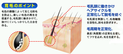 イブエヴァー